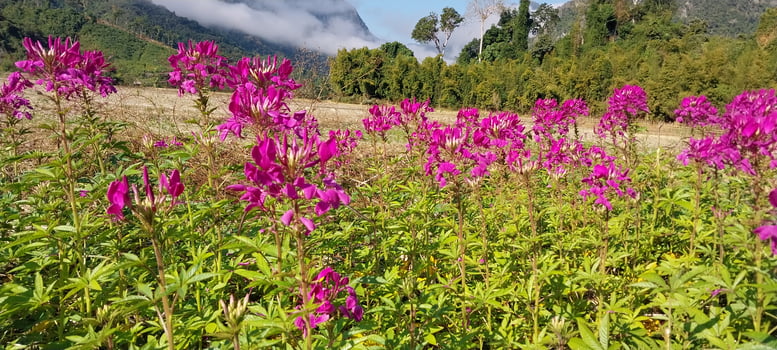 Beautiful landscape with vibrant pink flowers in full bloom, against a backdrop of lush greenery and misty mountains. photo