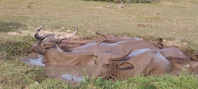 Group of buffaloes relaxing in a muddy waterhole, enjoying a cool bath on a warm day, surrounded by grassy terrain. photo