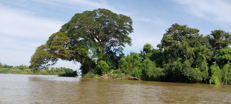 Large tree and dense green foliage by a calm river with a clear blue sky in the background. photo