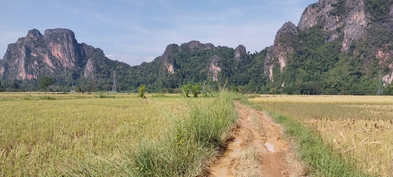 Scenic mountain landscape with a dirt path through golden rice fields under a clear blue sky. photo