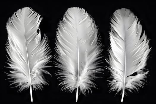 Elegant Trio of White Feathers on Black Background for Nature and Design Concepts photo