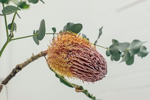 Blooming Majesty An Expanse of Magnificent Orchid Flowers photo