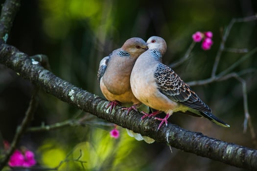 The Sincere Love of Forest Doves On Tree Branches photo