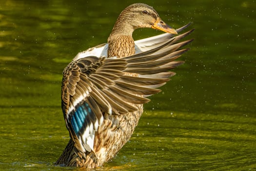 The Cheerful Fanfare of Ducks photo