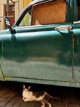 A cat laying on the ground next to a car photo