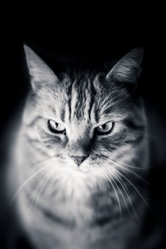 Black and white portrait shot of a domestic house cat photo