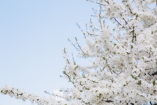 Beautiful white blossom in spring time over blue sky with copy space photo