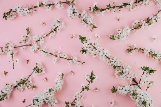Spring flowers cherry blossoming on a pink background. Top view with copy space. Flat lay photo