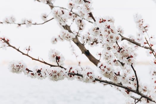 Beautiful peach flowers close up - as background photo