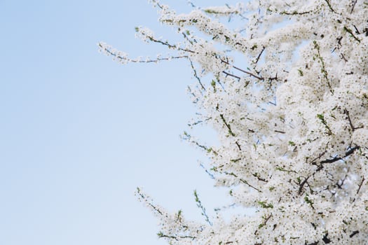 Beautiful white blossom in spring time over blue sky with copy space photo