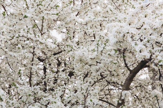 Spring seasonal background with white flowers, natural easter floral image with copy space photo