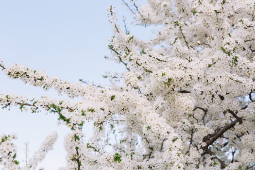 Beautiful white blossom in spring time over blue sky with copy space photo