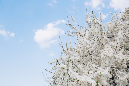 Beautiful white blossom in spring time over blue sky with copy space photo