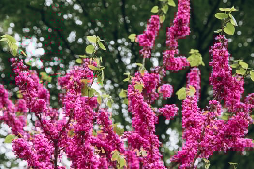 Purple blossom on tree branch in spring photo