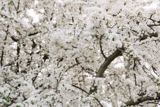Spring seasonal background with white flowers, natural easter floral image with copy space photo
