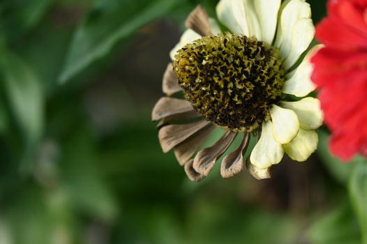 a close up of a flower with a brown center photo