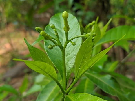 A close up of a plant with green leaves photo
