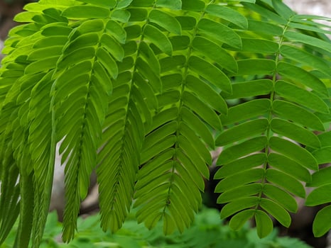 A close up of a green plant with leaves photo