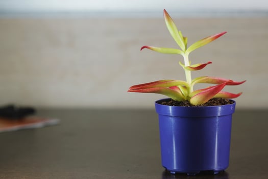 fire crassula succulent plant photo