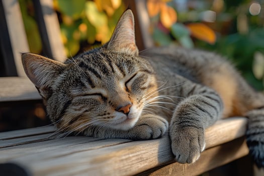 Tabby cat sleeping peacefully on wooden bench photo