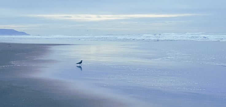 A bird is walking on the beach photo