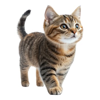 A small tabby cat is walking on a white background photo