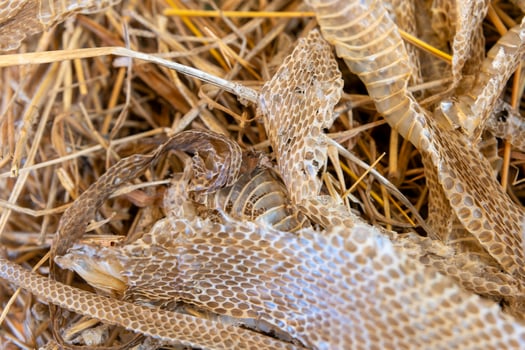 dead snake's skin is on the ground. The skin is brown and has a lot of holes photo