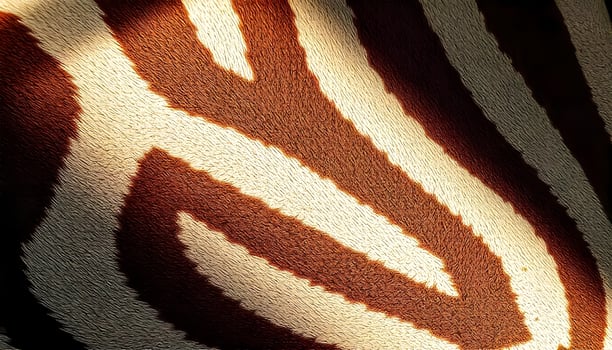 Zebra Stripe Skin Patterns . Eye Catching Skin Texture Backgrounds photo