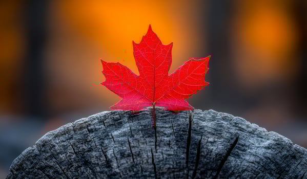 A red leaf is on top of a log. The leaf is the only thing visible in the image photo