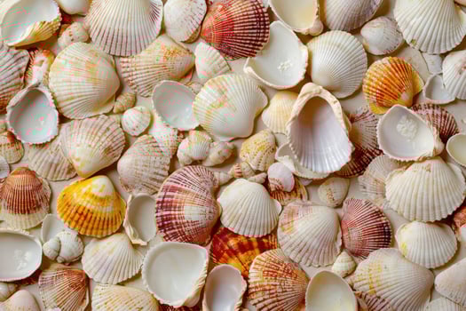 A soft, natural texture of scattered seashells creates a coastal, beach-inspired background photo