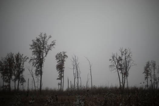Gloomy landscape. Gray sky. Lonely trees on the horizon. photo