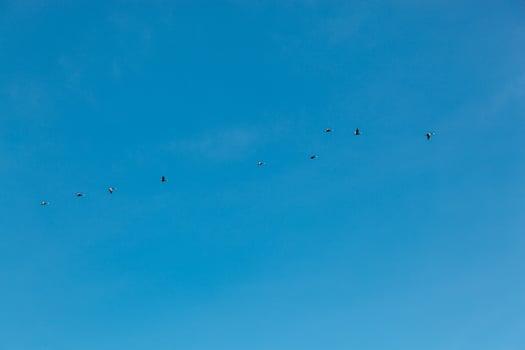 a flock of birds flying in the blue sky photo