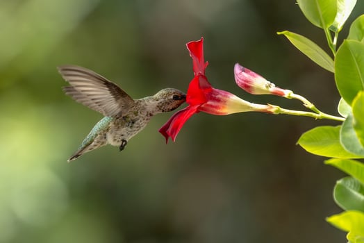 Annas hummingbird - Calypte Anna - Enjoying the Red Mandevilla. photo