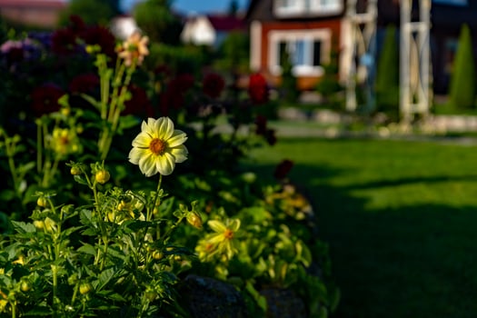 Delicate yellow flower, dahlia, in a garden setting. The flower is in full bloom, showcasing its soft petals and vibrant yellow hue. photo