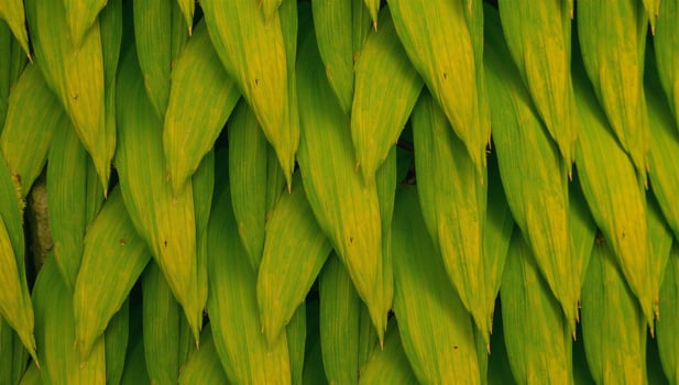 Overlapping shadevaried palm leaf pattern replicates a moving palm tree canopy photo
