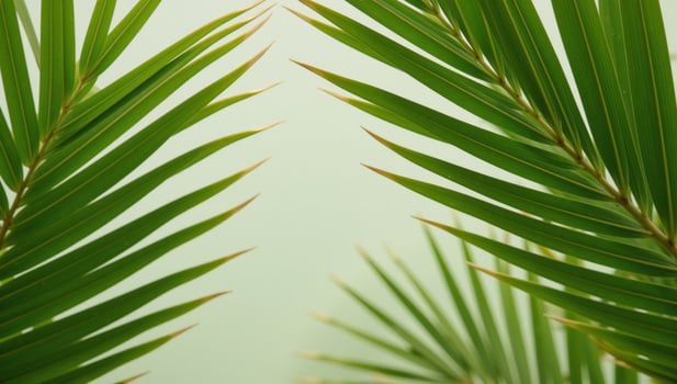 Empty space centered with palm leaf backdrop minimalist composition photo
