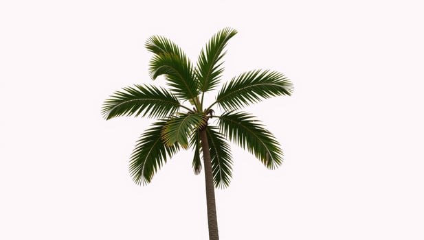 Illustration showcasing an isolated single palm tree against a crisp white backdrop photo