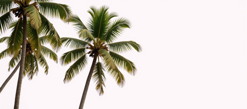 Collection of large summery palm trees on a white background ideal for design advertising or architecture purposes photo