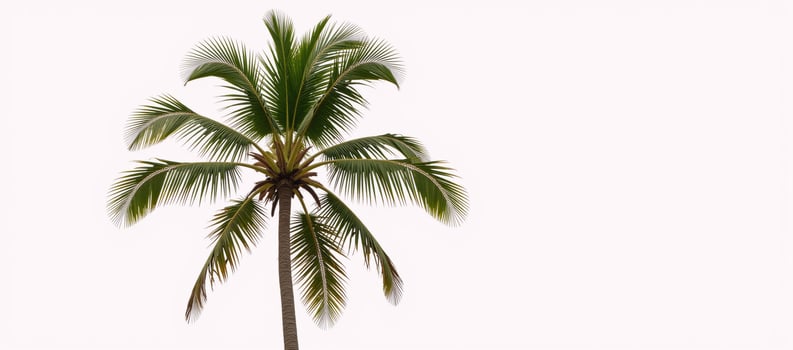 Lone coconut tree against an empty backdrop photo