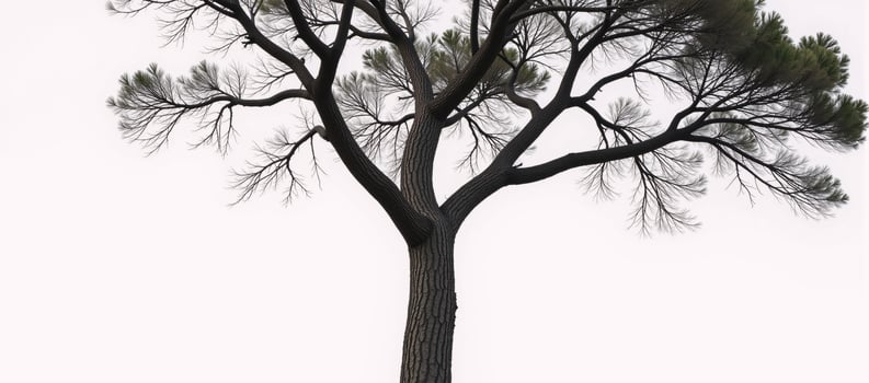 A solitary tree depicted against a stark white backdrop photo