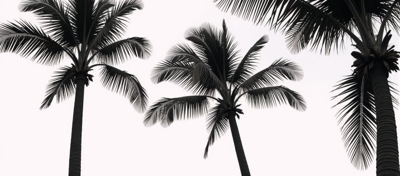 A blackandwhite portrait features an isolate set of palm trees against a pristine white backdrop photo