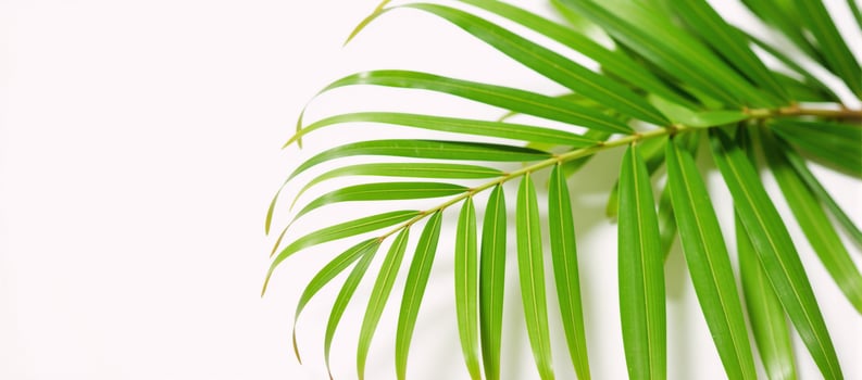 White backdrop features palm leaves rendered in vibrant watercolors photo