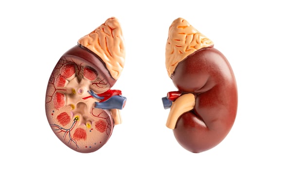 Model of human kidney isolated on white background, Chronic Kidney Disease CKD. photo