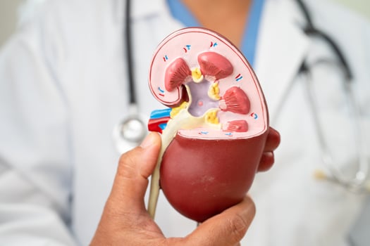 Kidney disease, Chronic kidney disease ckd, Doctor hold human model to treat and study in hospital. photo