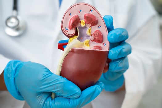 Kidney disease, Chronic kidney disease ckd, Doctor hold human model to treat and study in hospital. photo