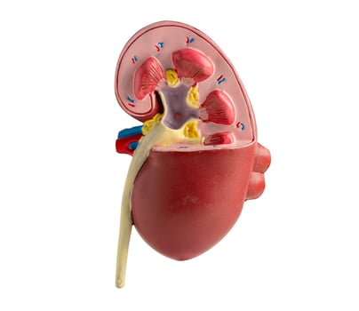 Model of human kidney isolated on white background with clipping path, Chronic Kidney Disease CKD. photo