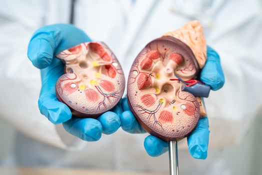 Kidney disease, Chronic kidney disease ckd, Doctor hold human model to treat and study in hospital. photo