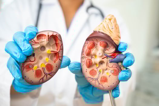 Kidney disease, Chronic kidney disease ckd, Doctor hold human model to treat and study in hospital. photo