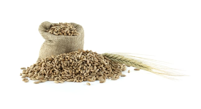 Closeup of rye grains and stalk for natural food and agriculture background photo