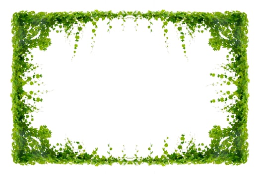 vine frame leaf vine isolates on a white background photo